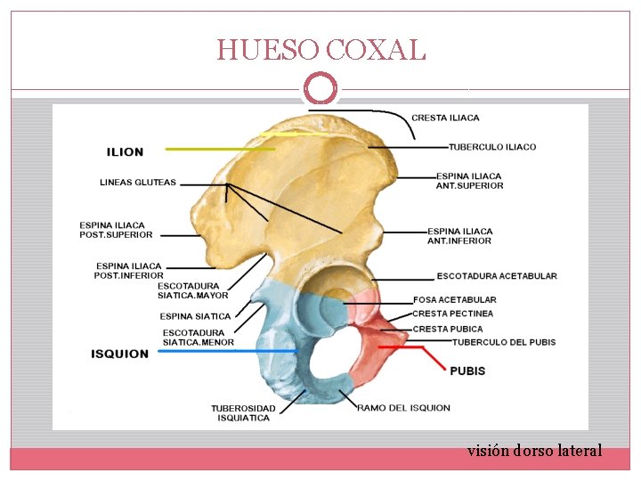 HUESO COXAL visión dorso lateral 