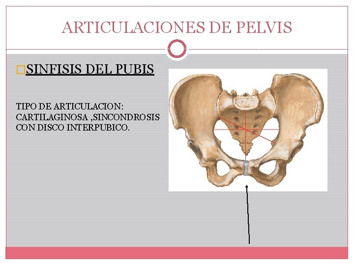 ARTICULACIONES DE PELVIS �SINFISIS DEL PUBIS TIPO DE ARTICULACION: CARTILAGINOSA , SINCONDROSIS CON DISCO