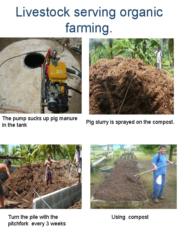 Livestock serving organic farming. . The pump sucks up pig manure in the tank