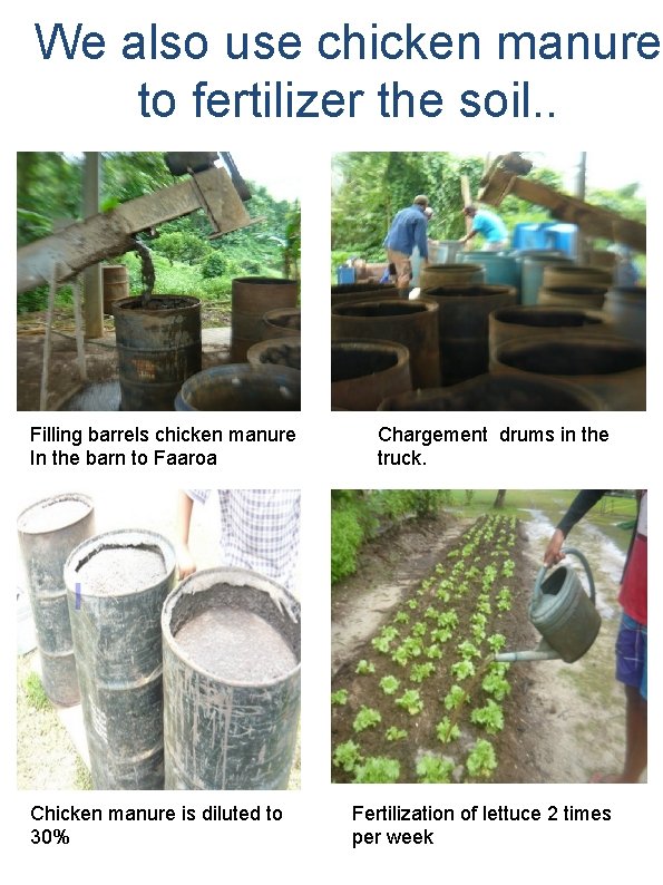 We also use chicken manure to fertilizer the soil. . Filling barrels chicken manure