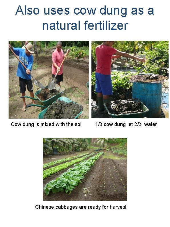 Also uses cow dung as a natural fertilizer L Cow dung is mixed with