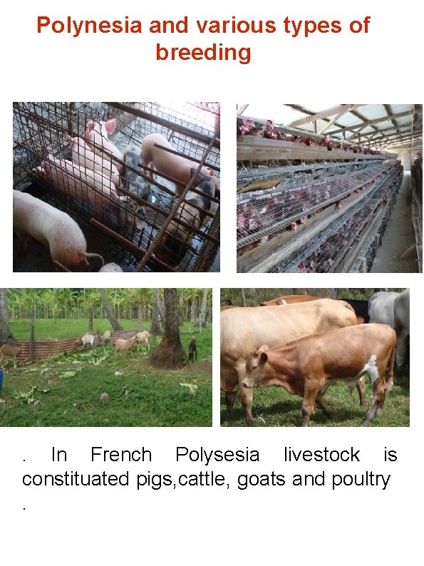 Polynesia and various types of breeding . In French Polysesia livestock is constituated pigs,