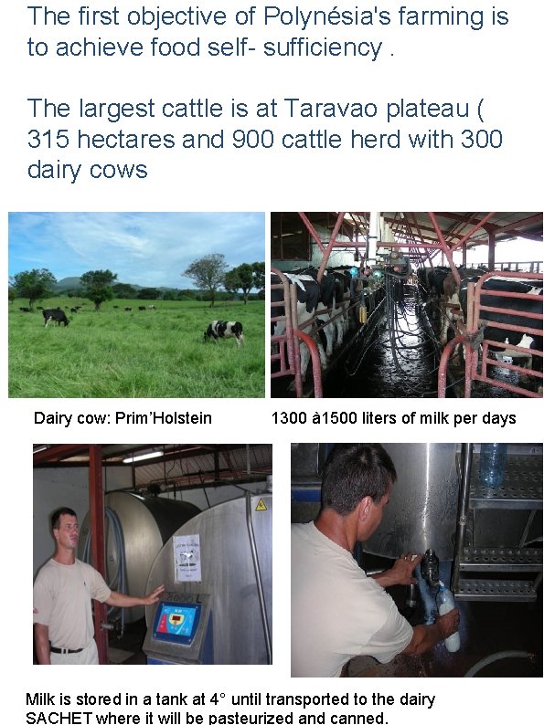 The first objective of Polynésia's farming is to achieve food self- sufficiency. The largest