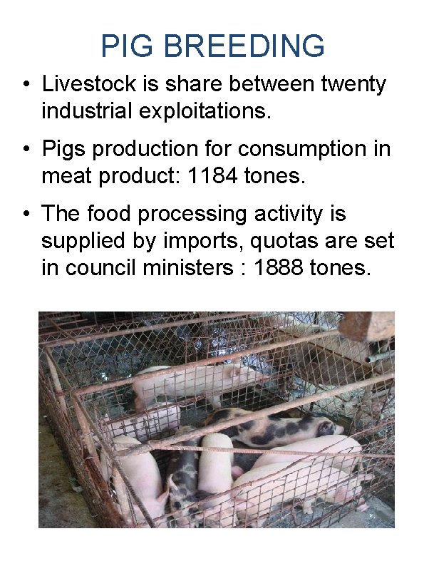 PIG BREEDING • Livestock is share between twenty industrial exploitations. • Pigs production for