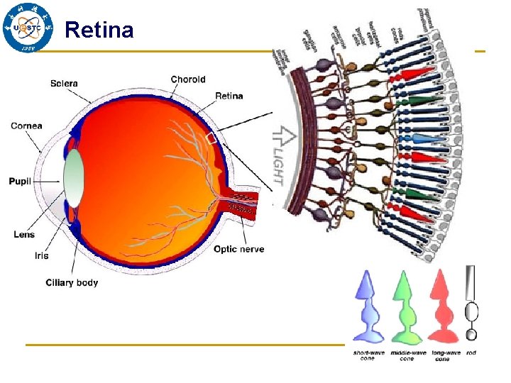 Retina 