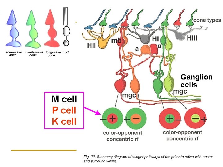 Ganglion cells M cell P cell K cell 