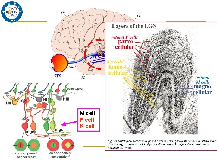 M cell P cell K cell 