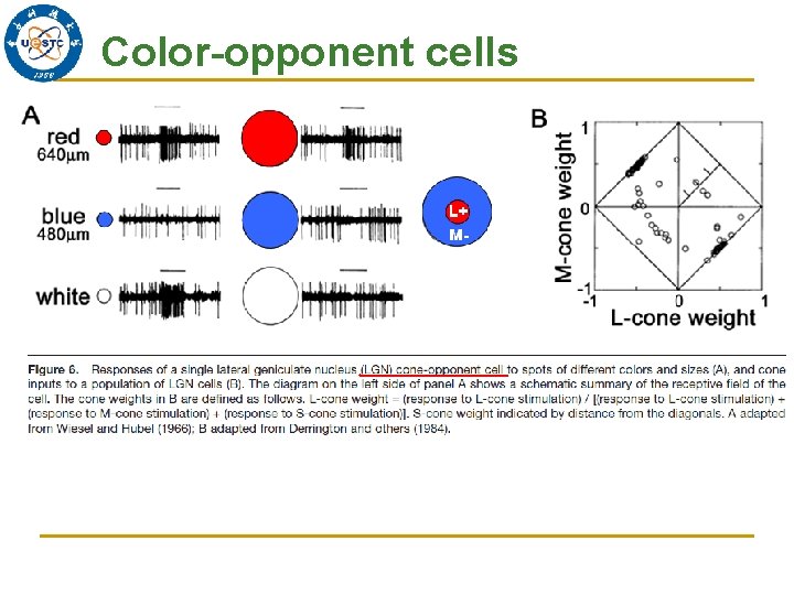 Color-opponent cells L+ M- 