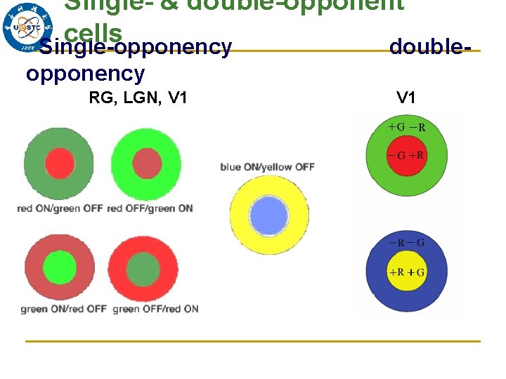 Single- & double-opponent cells Single-opponency doubleopponency RG, LGN, V 1 