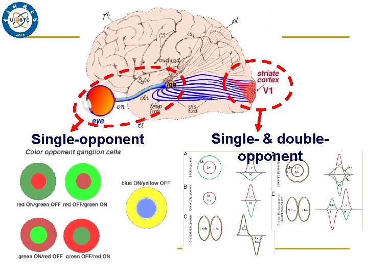 Single-opponent Single- & doubleopponent 