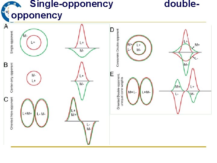 Single-opponency double- 