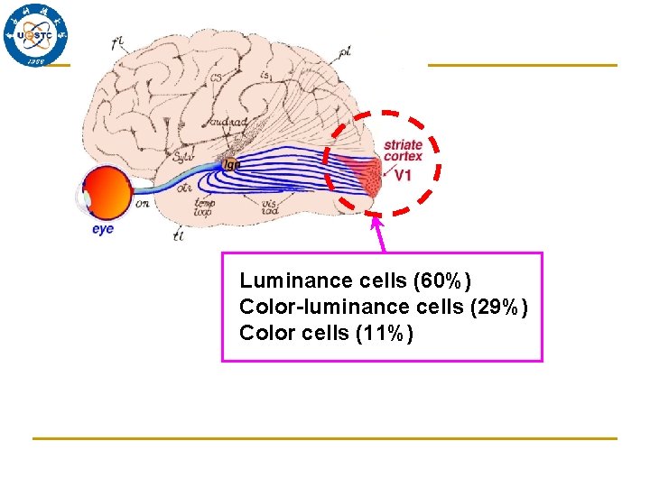 Luminance cells (60%) Color-luminance cells (29%) Color cells (11%) 