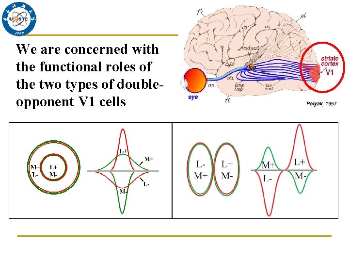 We are concerned with the functional roles of the two types of doubleopponent V