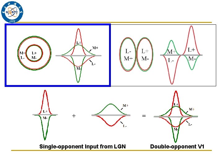Single-opponent Input from LGN Double-opponent V 1 