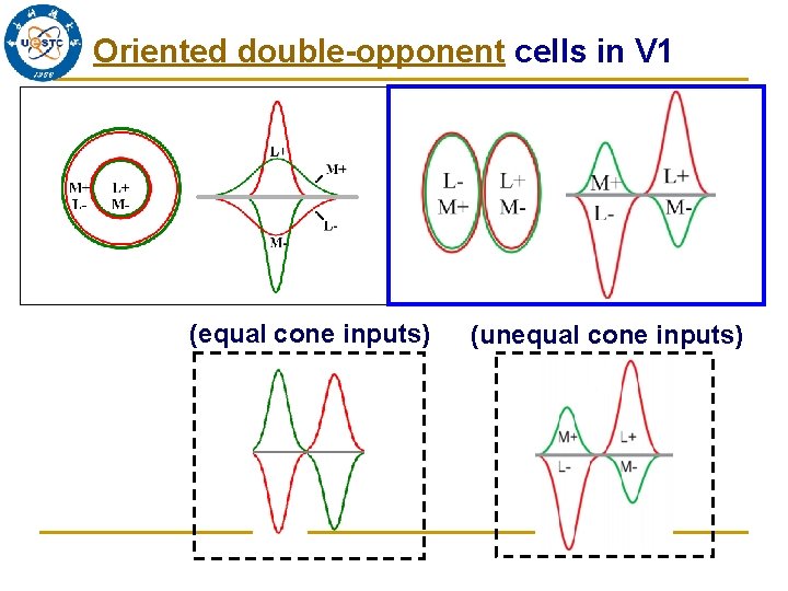 Oriented double-opponent cells in V 1 (equal cone inputs) (unequal cone inputs) 