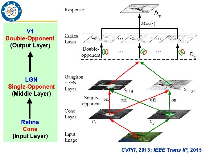 V 1 Double-Opponent (Output Layer) LGN Single-Opponent (Middle Layer) Retina Cone (Input Layer) CVPR,