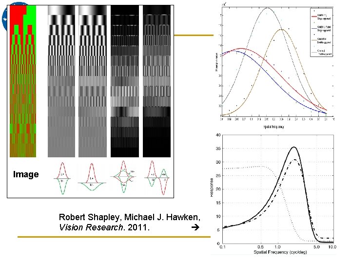 Image Robert Shapley, Michael J. Hawken, Vision Research. 2011. 