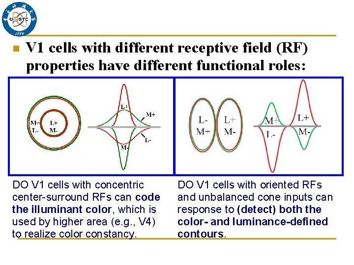 n V 1 cells with different receptive field (RF) properties have different functional roles: