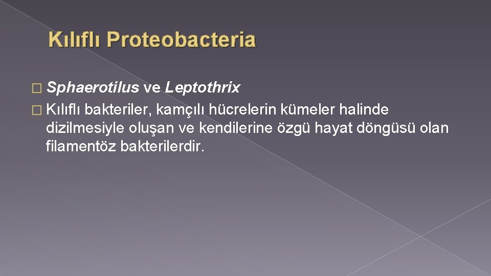 Kılıflı Proteobacteria � Sphaerotilus ve Leptothrix � Kılıflı bakteriler, kamçılı hücrelerin kümeler halinde dizilmesiyle