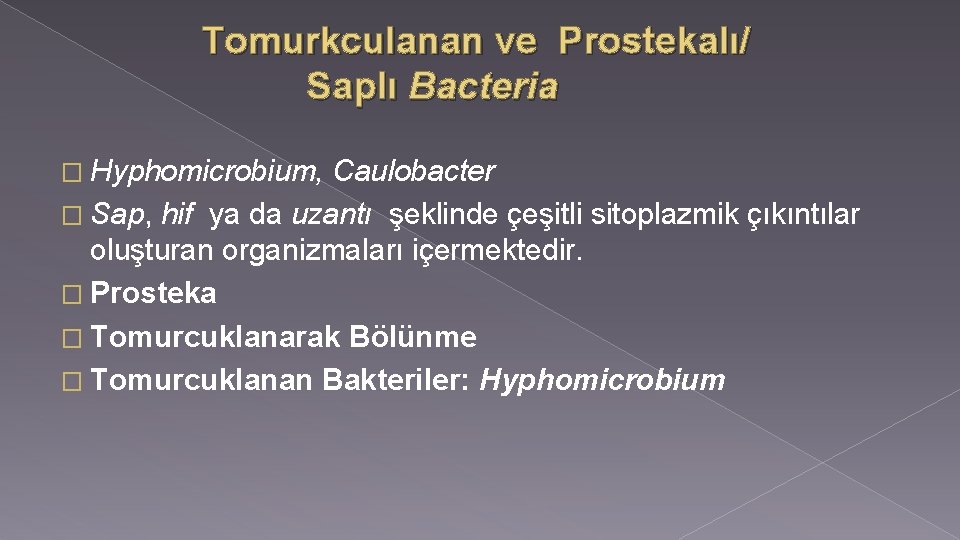 Tomurkculanan ve Prostekalı/ Saplı Bacteria � Hyphomicrobium, Caulobacter � Sap, hif ya da uzantı