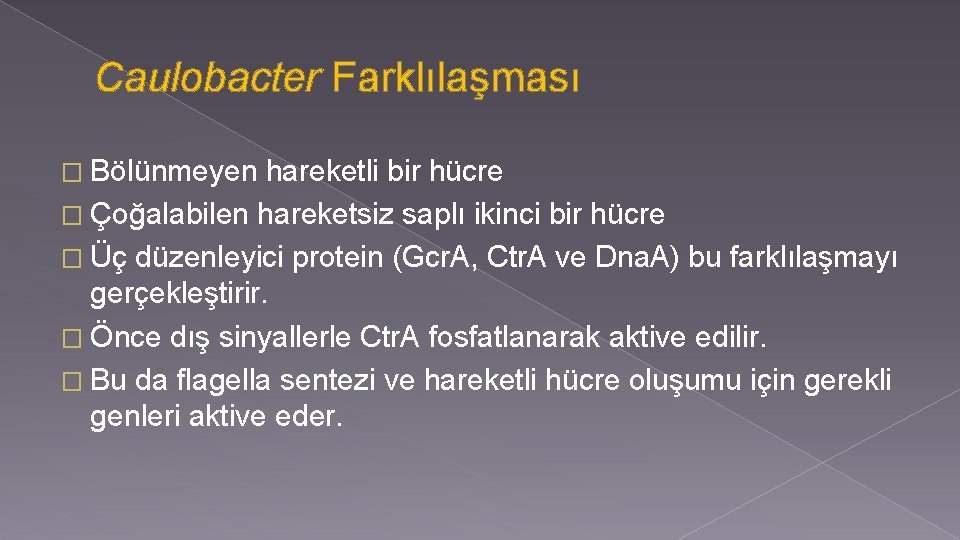 Caulobacter Farklılaşması � Bölünmeyen hareketli bir hücre � Çoğalabilen hareketsiz saplı ikinci bir hücre