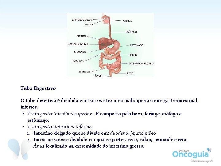 Tubo Digestivo O tubo digestivo é dividido em trato gastrointestinal superior trato gastrointestinal inferior.