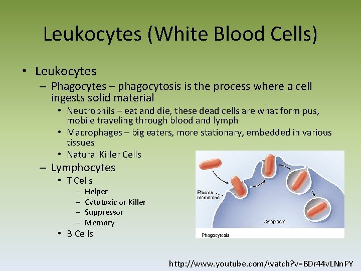 Leukocytes (White Blood Cells) • Leukocytes – Phagocytes – phagocytosis is the process where