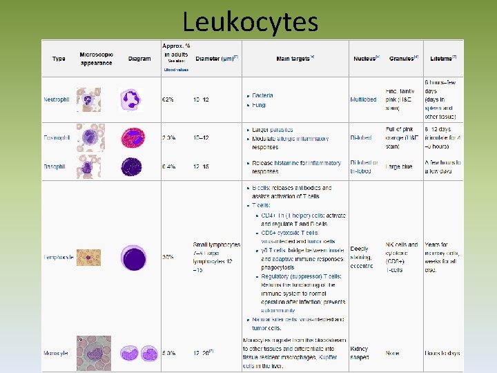 Leukocytes 