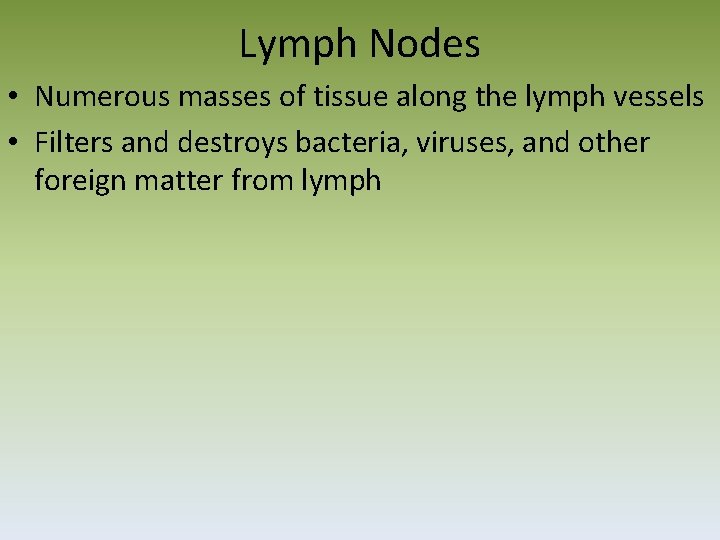 Lymph Nodes • Numerous masses of tissue along the lymph vessels • Filters and