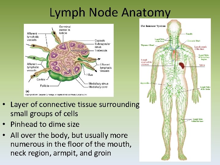 Lymph Node Anatomy • Layer of connective tissue surrounding small groups of cells •
