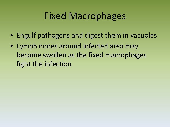 Fixed Macrophages • Engulf pathogens and digest them in vacuoles • Lymph nodes around