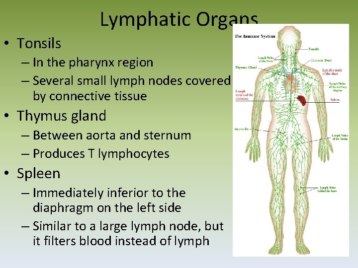 Lymphatic Organs • Tonsils – In the pharynx region – Several small lymph nodes