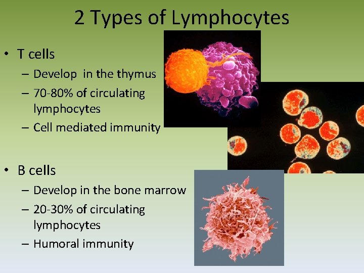 2 Types of Lymphocytes • T cells – Develop in the thymus – 70‐