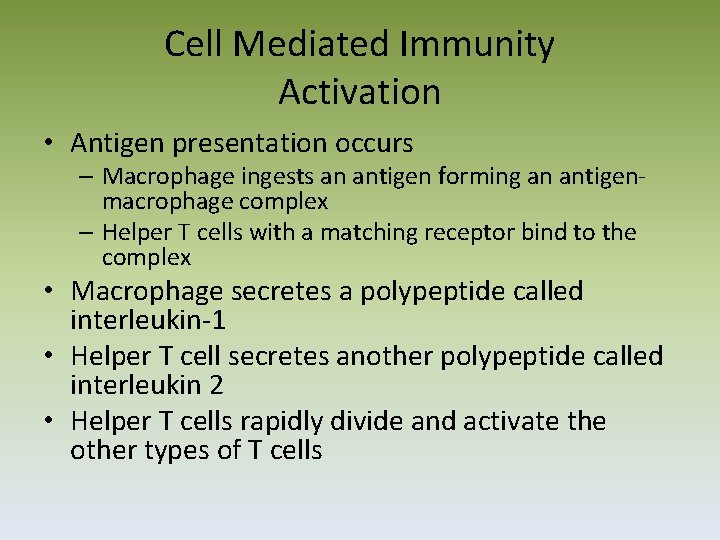 Cell Mediated Immunity Activation • Antigen presentation occurs – Macrophage ingests an antigen forming