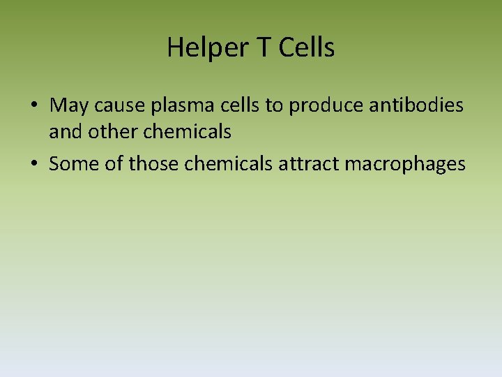 Helper T Cells • May cause plasma cells to produce antibodies and other chemicals