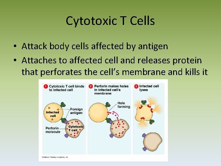 Cytotoxic T Cells • Attack body cells affected by antigen • Attaches to affected
