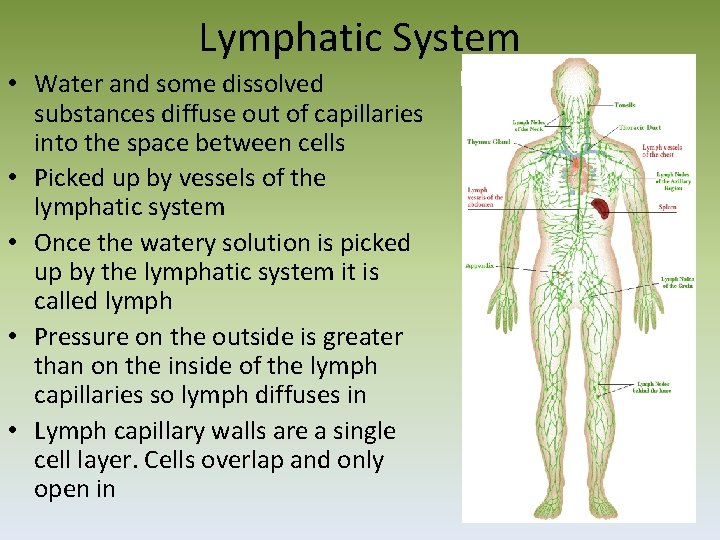Lymphatic System • Water and some dissolved substances diffuse out of capillaries into the