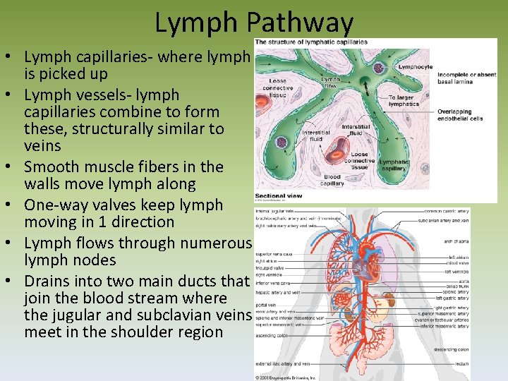 Lymph Pathway • Lymph capillaries‐ where lymph is picked up • Lymph vessels‐ lymph