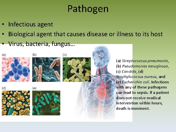 Pathogen • Infectious agent • Biological agent that causes disease or illness to its