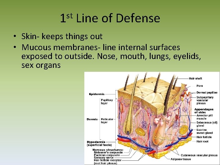 st 1 Line of Defense • Skin‐ keeps things out • Mucous membranes‐ line