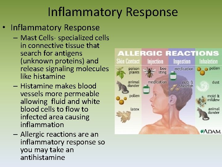 Inflammatory Response • Inflammatory Response – Mast Cells‐ specialized cells in connective tissue that
