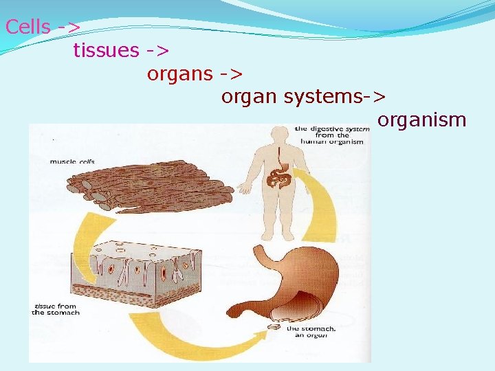 Cells -> tissues -> organ systems-> organism 