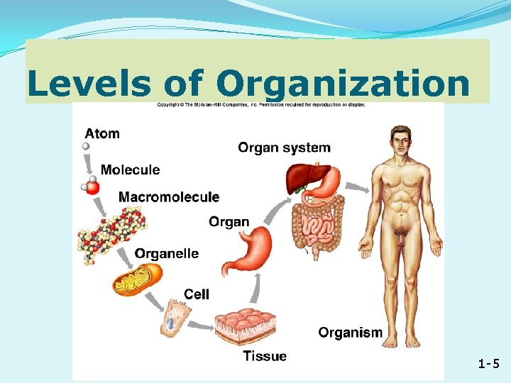 Levels of Organization chap 1 student 1 -5 