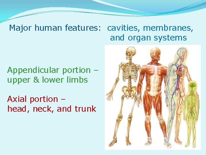 Major human features: cavities, membranes, and organ systems Appendicular portion – upper & lower