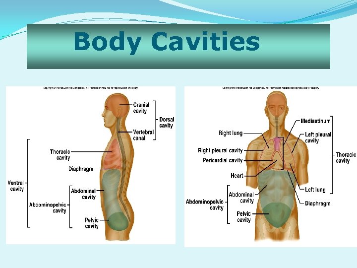 Body Cavities 