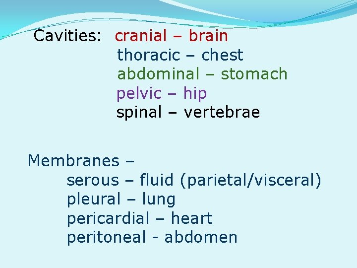 Cavities: cranial – brain thoracic – chest abdominal – stomach pelvic – hip spinal