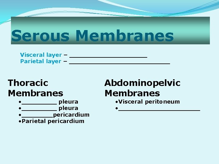 Serous Membranes Visceral layer – __________ Parietal layer – _____________ Thoracic Membranes • _________