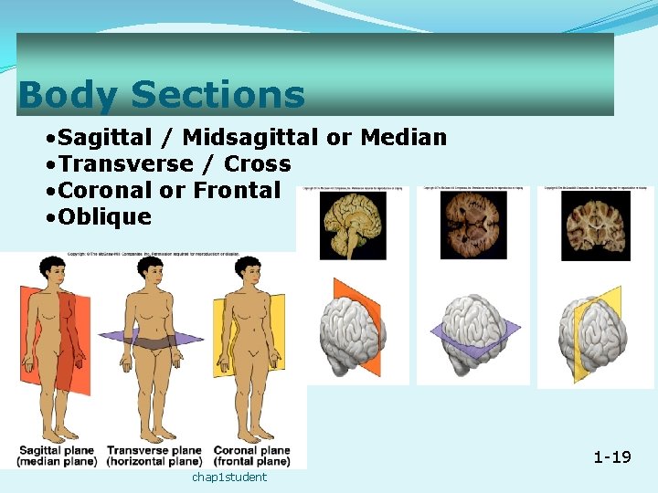 Body Sections • Sagittal / Midsagittal or Median • Transverse / Cross • Coronal