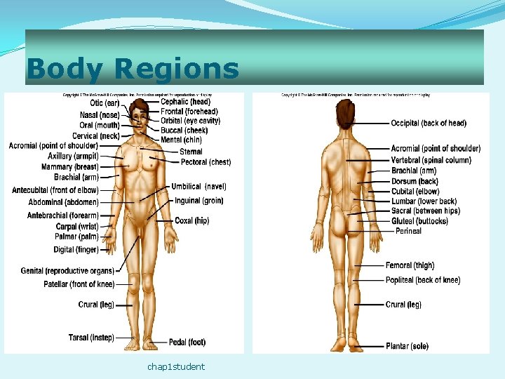 Body Regions 1 -21 chap 1 student 