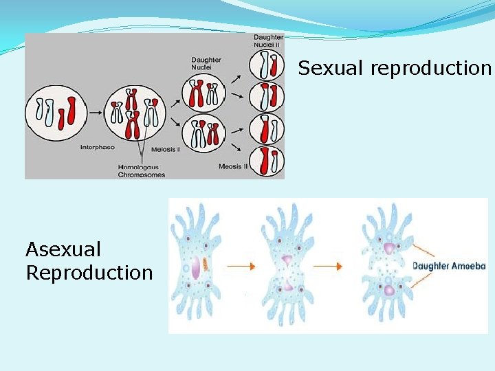Sexual reproduction Asexual Reproduction 